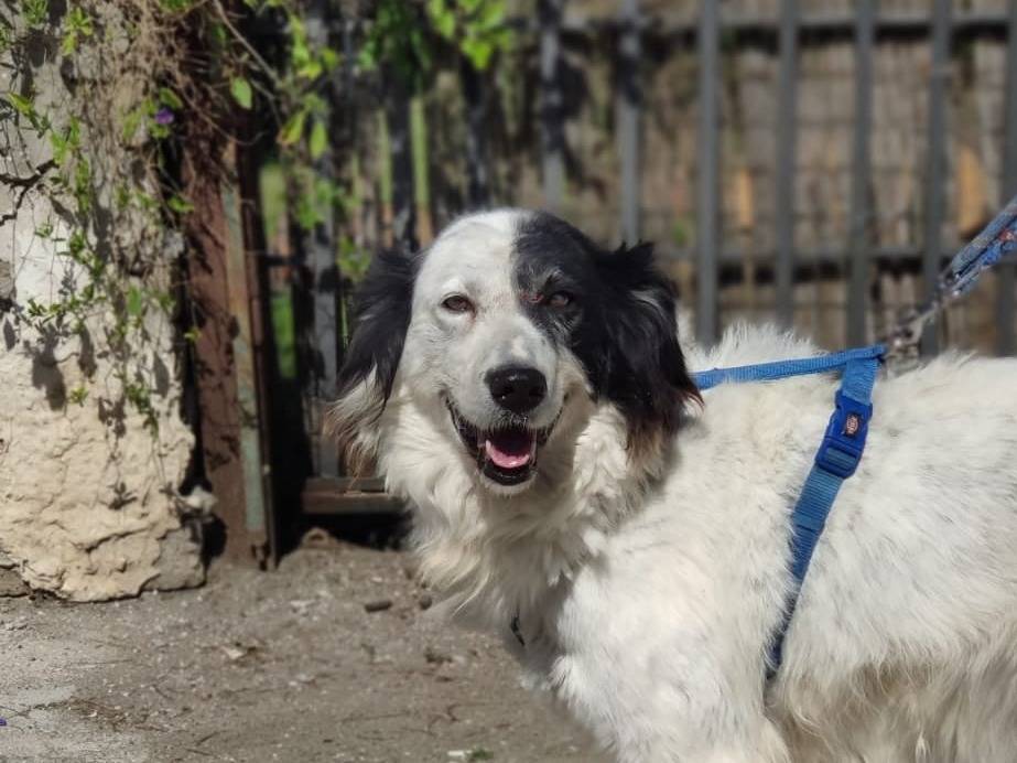 Adotta un cane, taglia grande, maschio, Caserta