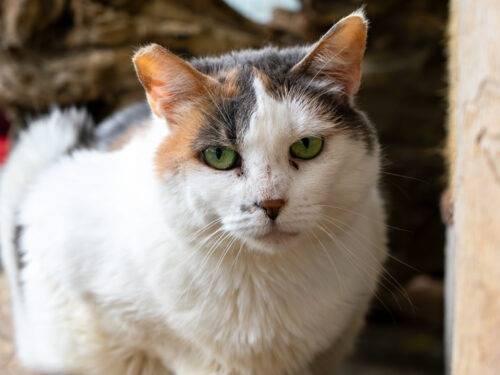 Foto dell'animale