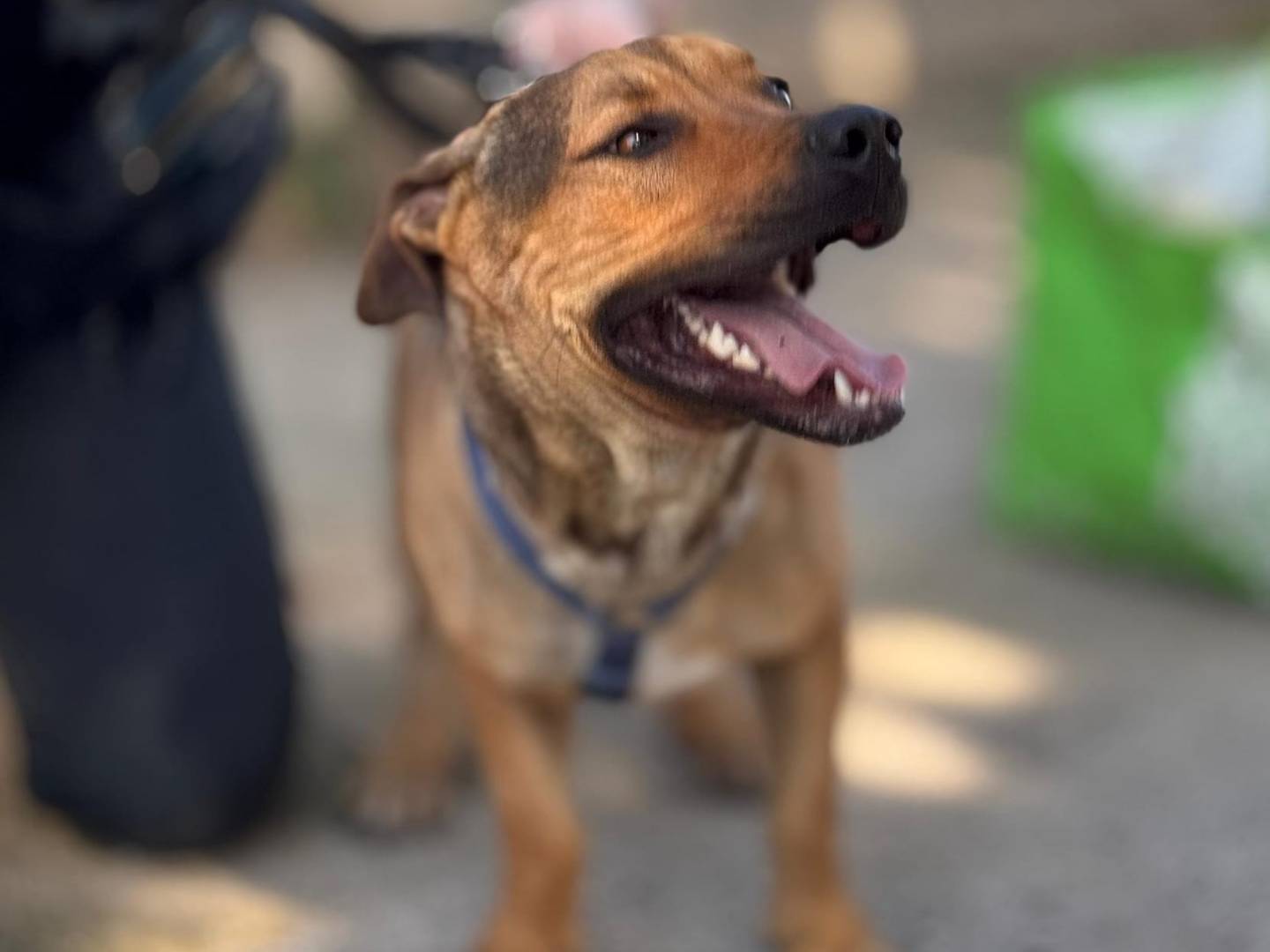 Adotta un cane, maschio, 1 anno e 10 mesi , Caserta