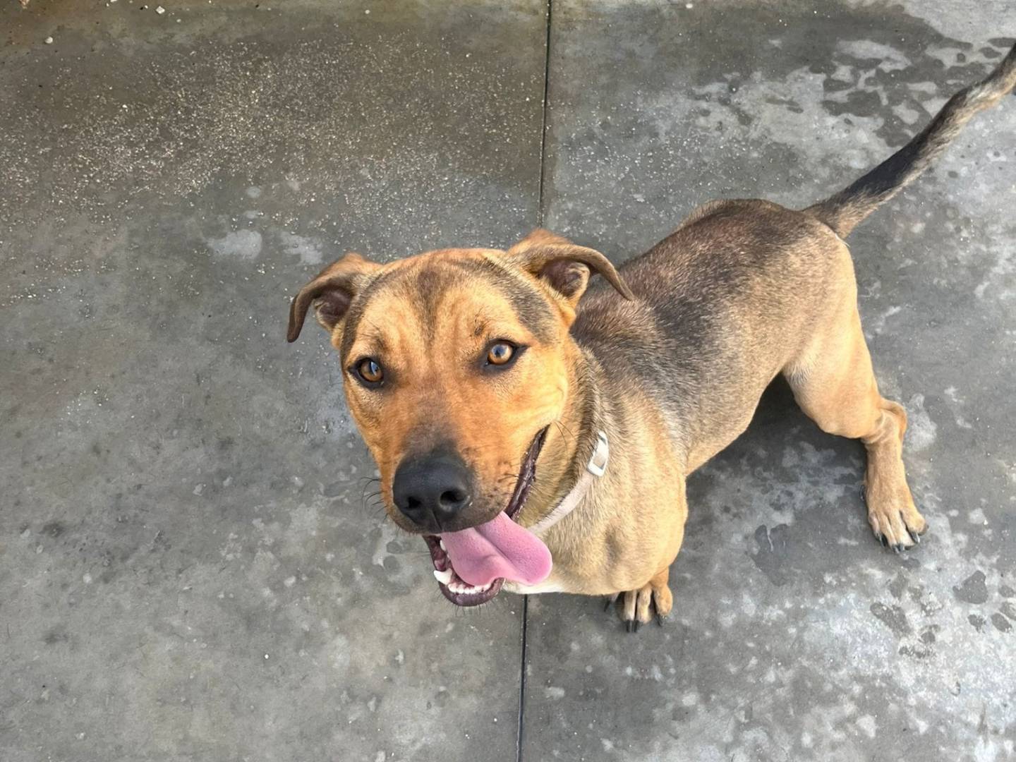 Adotta un cane, taglia media contenuta, maschio, Caserta