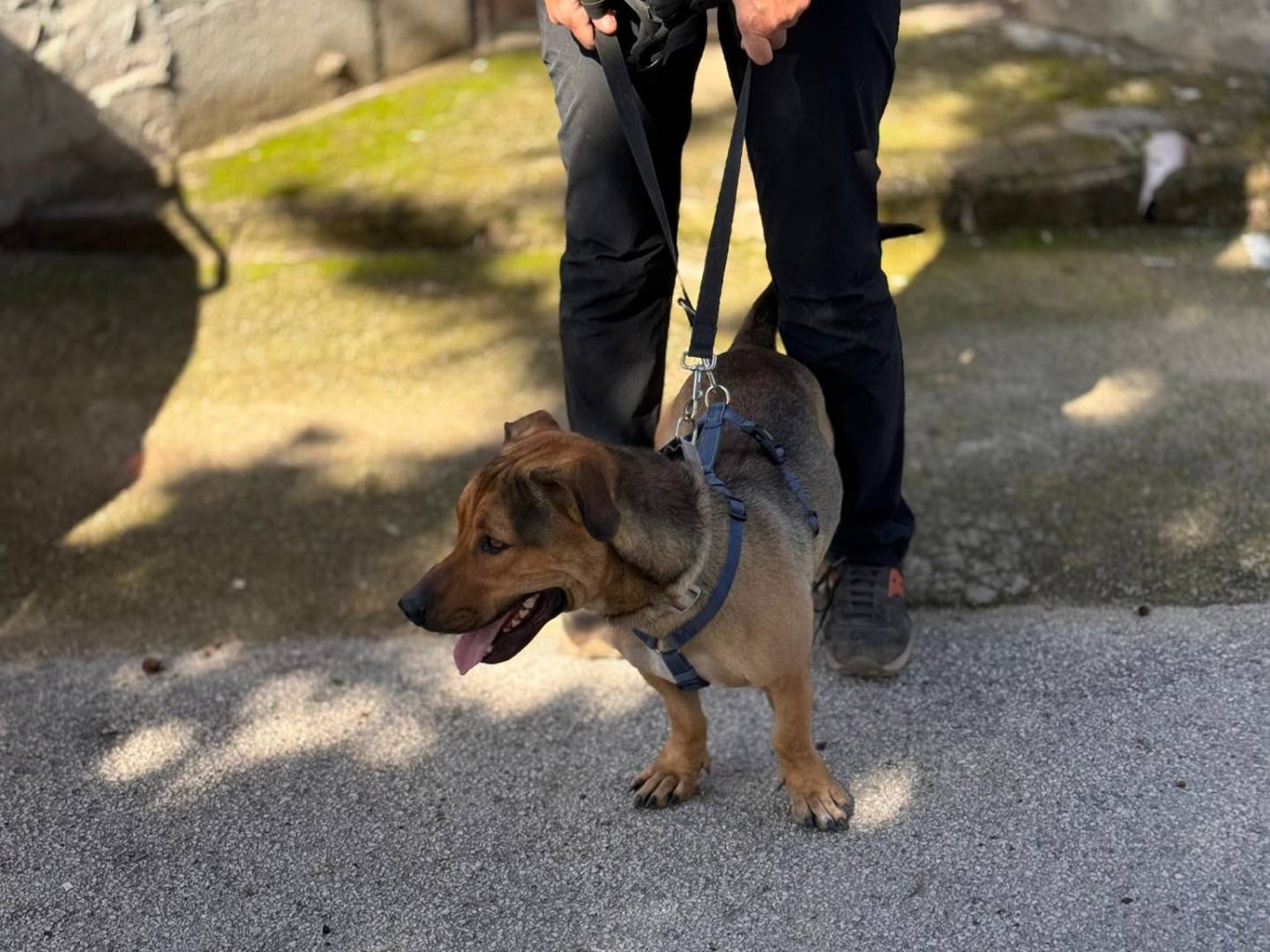 Vuoi adottare un cane a Caserta?