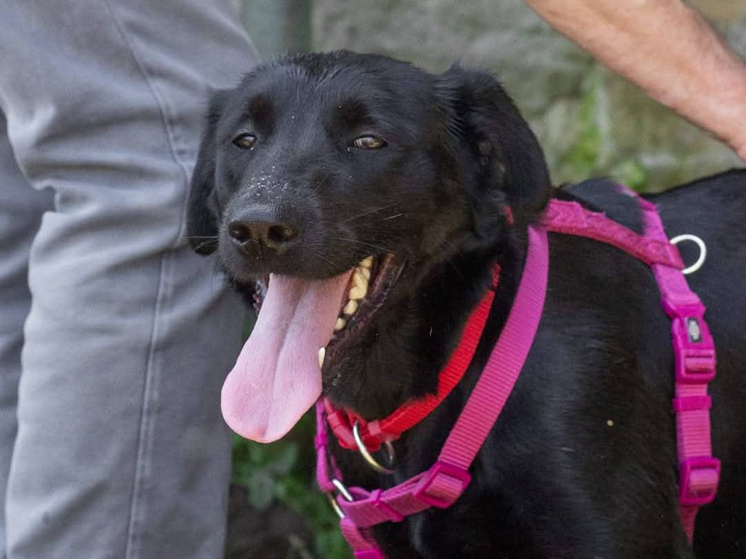 Adozione cane, femmina, Labrador Retriever Razza sconosciuta, 1 anno e 10 mesi , taglia media, Caserta