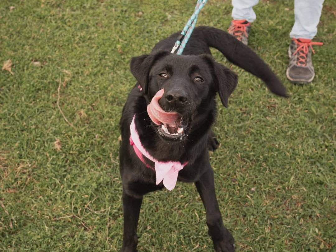 Adotta un cane, femmina, 2 anni e 11 mesi, Caserta