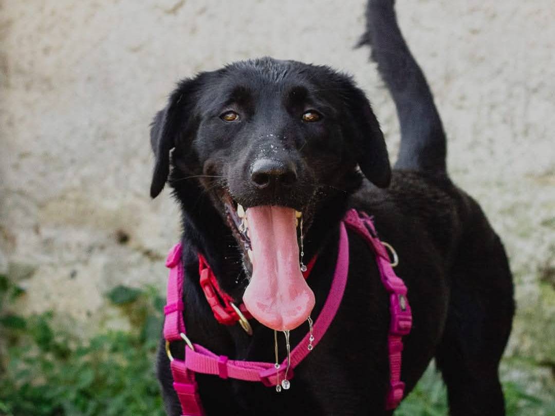 Adotta un cane, taglia media, femmina, Caserta