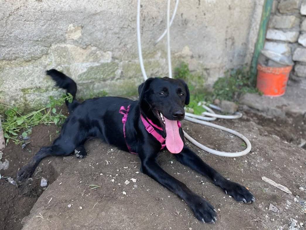 Vuoi adottare un cane a Caserta?