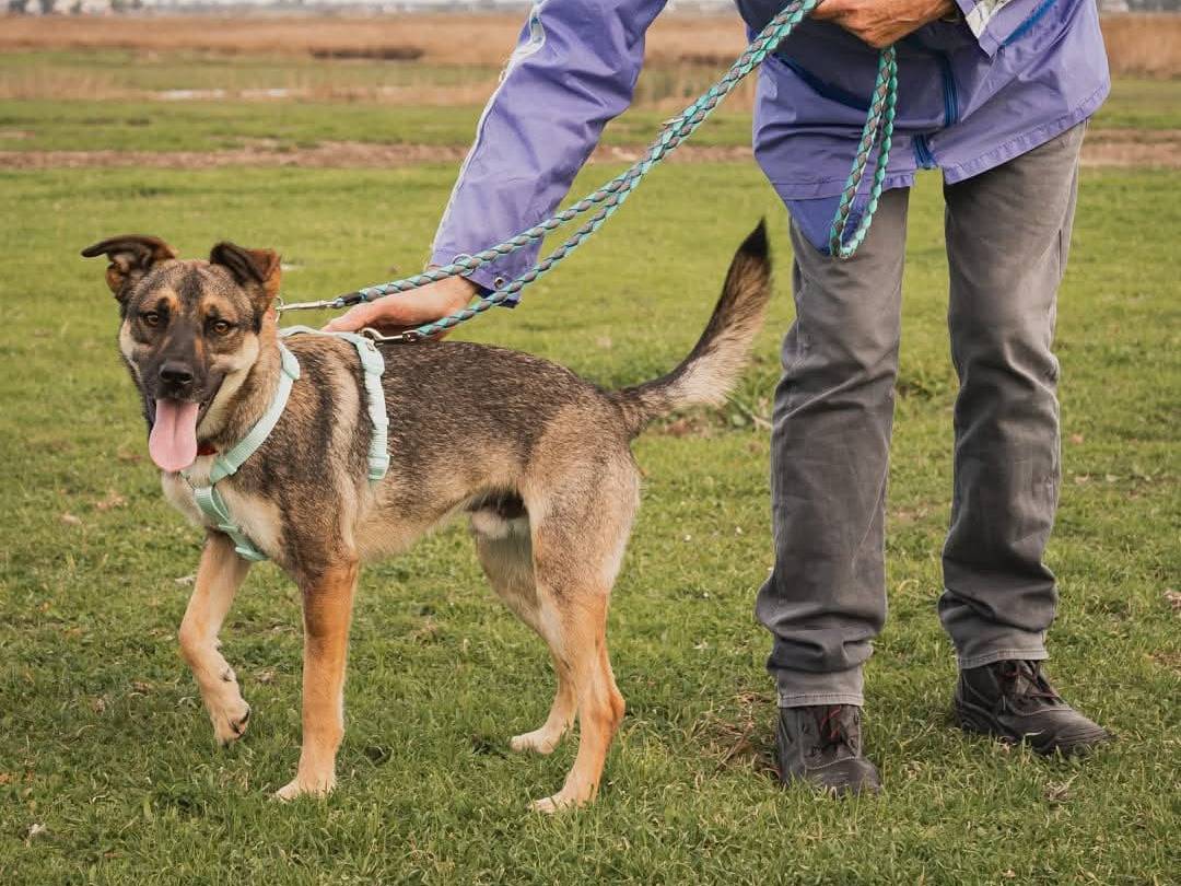 Adotta un cane, maschio, 2 anni  e 3 mesi , Caserta