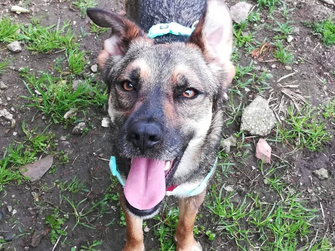 Adotta un cane, taglia media contenuta, maschio, Caserta