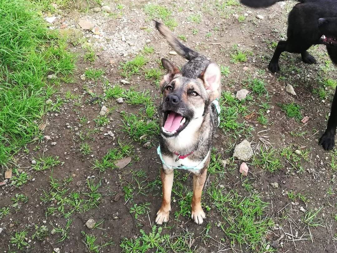 Vuoi adottare un cane a Caserta?