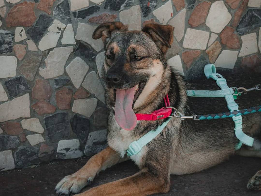 Adotta il cane Arturo  a Caserta