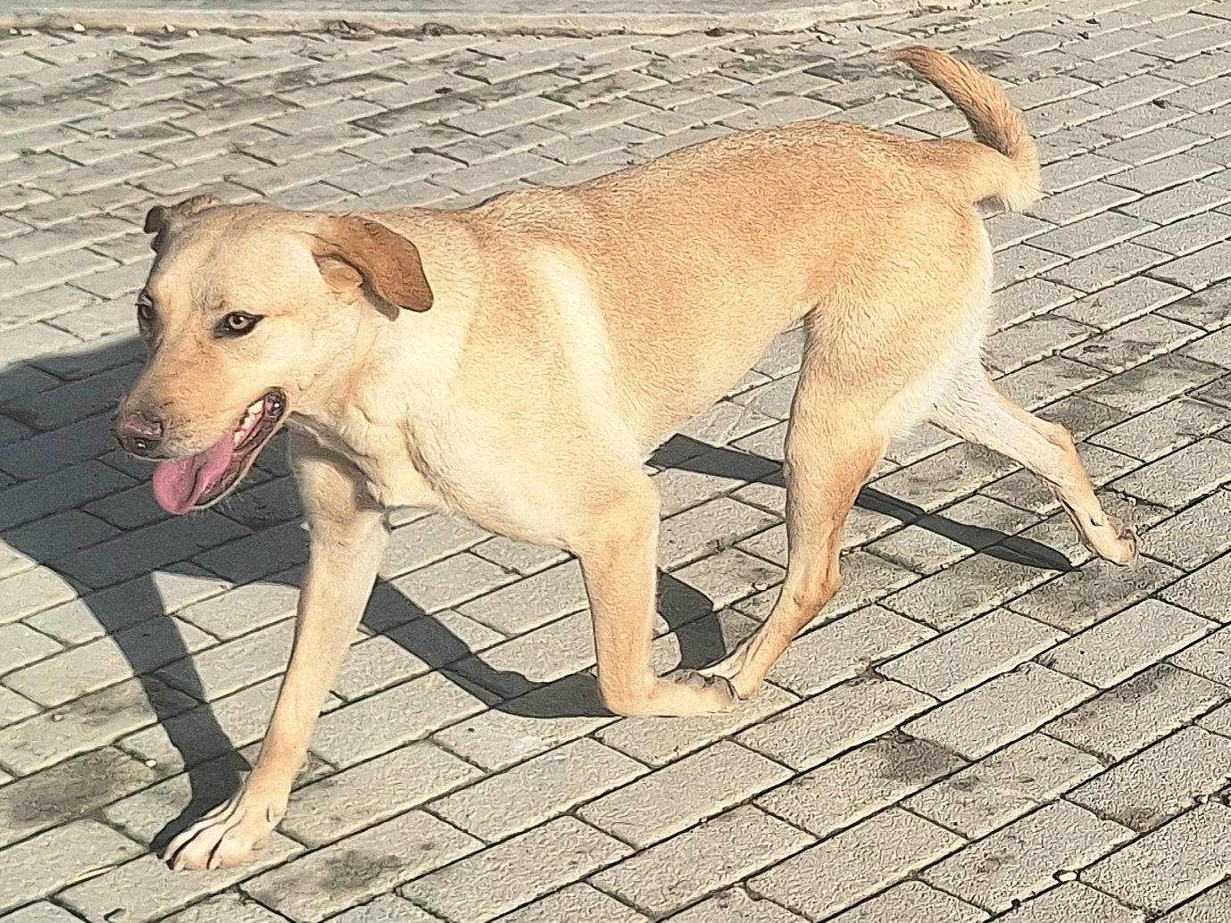 Adozione cane, femmina, Razza sconosciuta Razza sconosciuta, 1 anno e 7 mesi , taglia media, Teramo