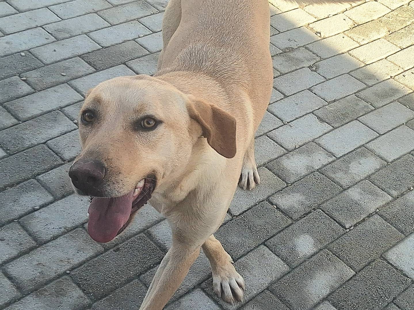 Adotta un cane, femmina, 1 anno e 7 mesi , Teramo