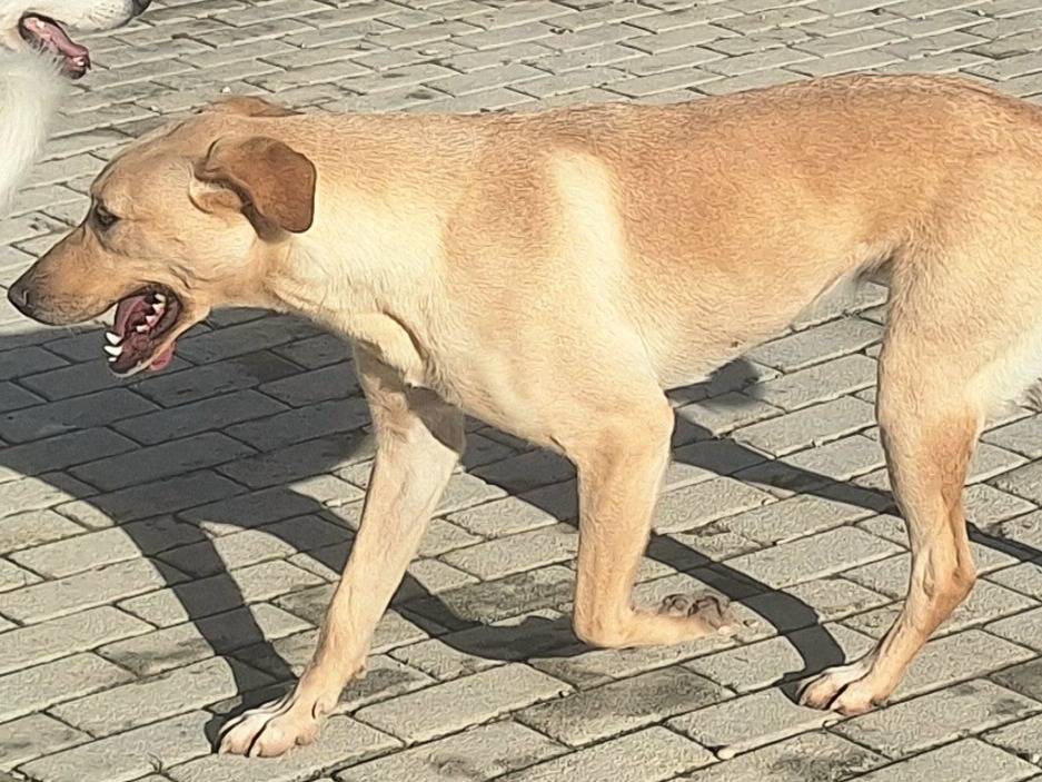Adotta un cane, taglia media, femmina, Teramo