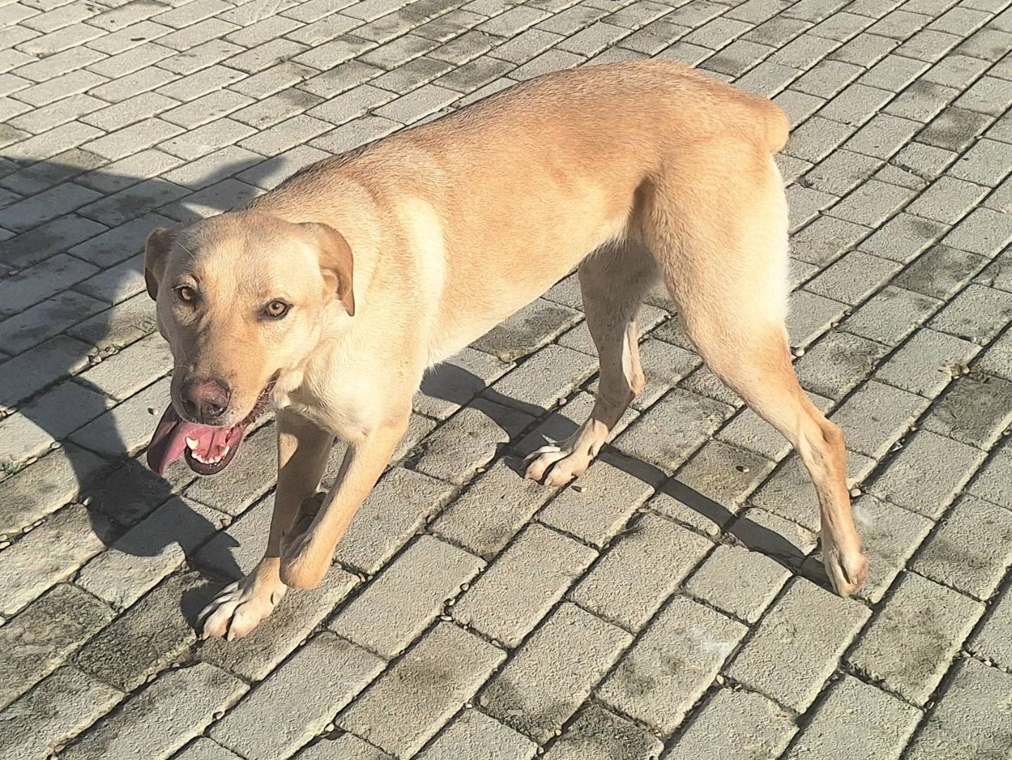 Vuoi adottare un cane a Teramo?