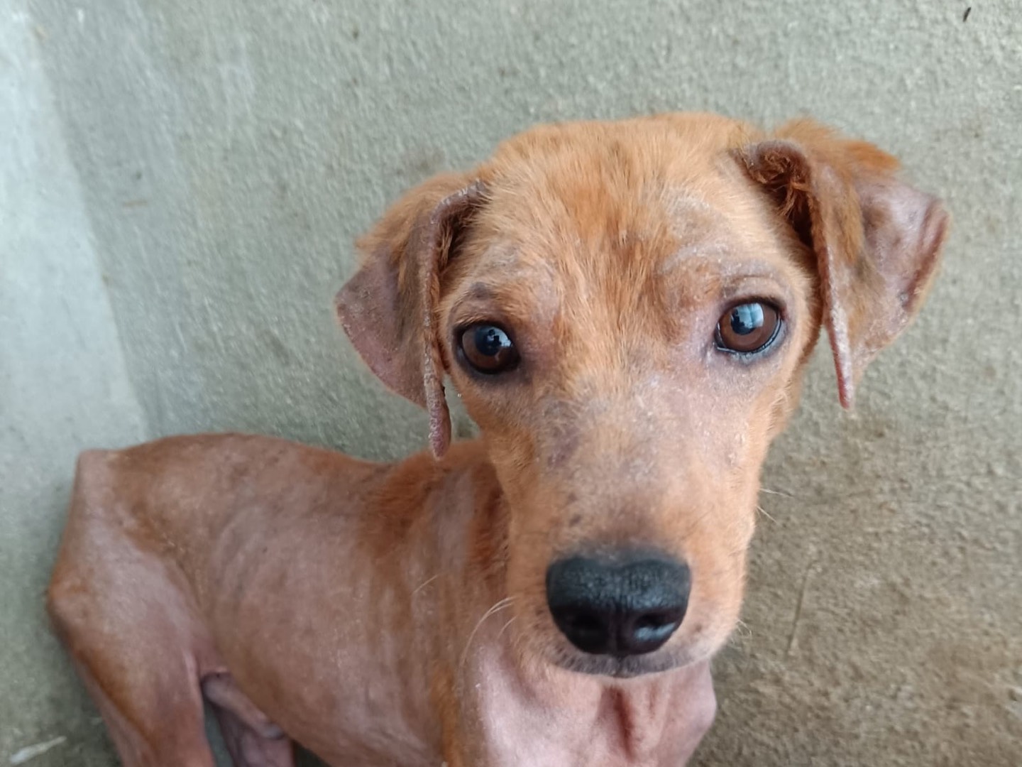 Adotta un cane, taglia piccola, maschio, Latina