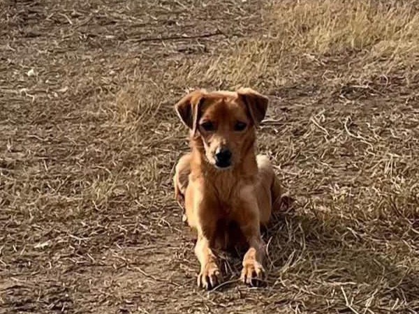 Vuoi adottare un cane a Latina?
