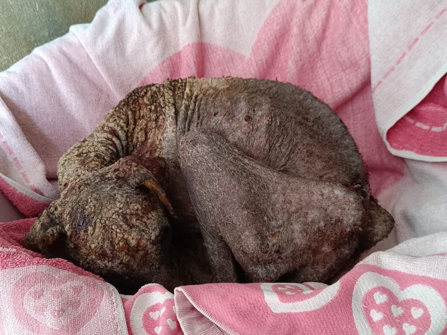 Adotta il cane Crostino a Latina