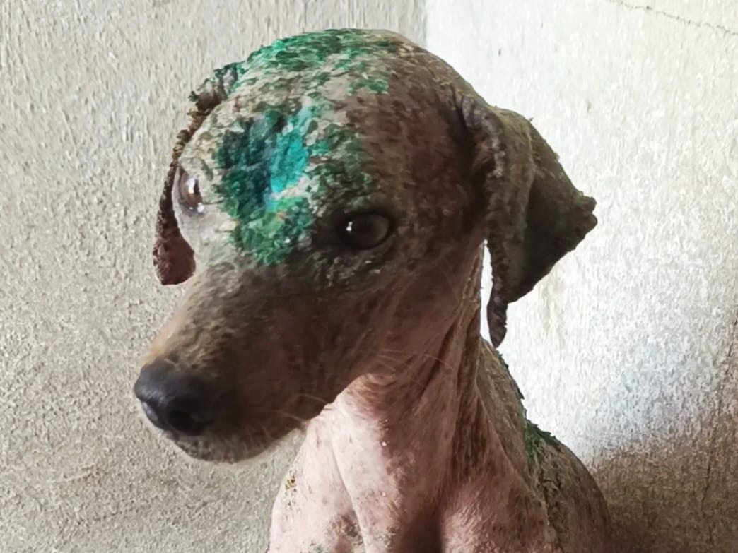 Adotta un cane, maschio, 3 anni  e 3 mesi , Latina
