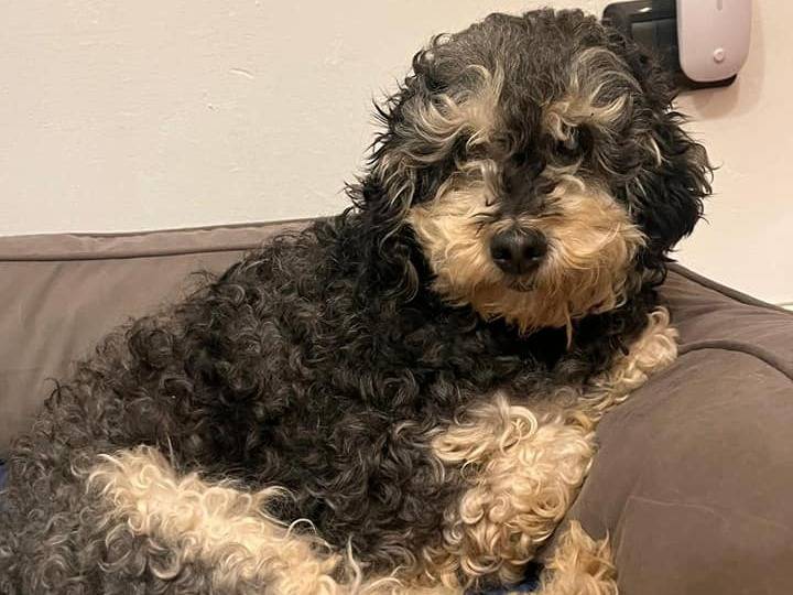 Adozione cane, femmina, Barbone Razza sconosciuta, 9 anni  e 8 mesi , taglia media contenuta, Firenze
