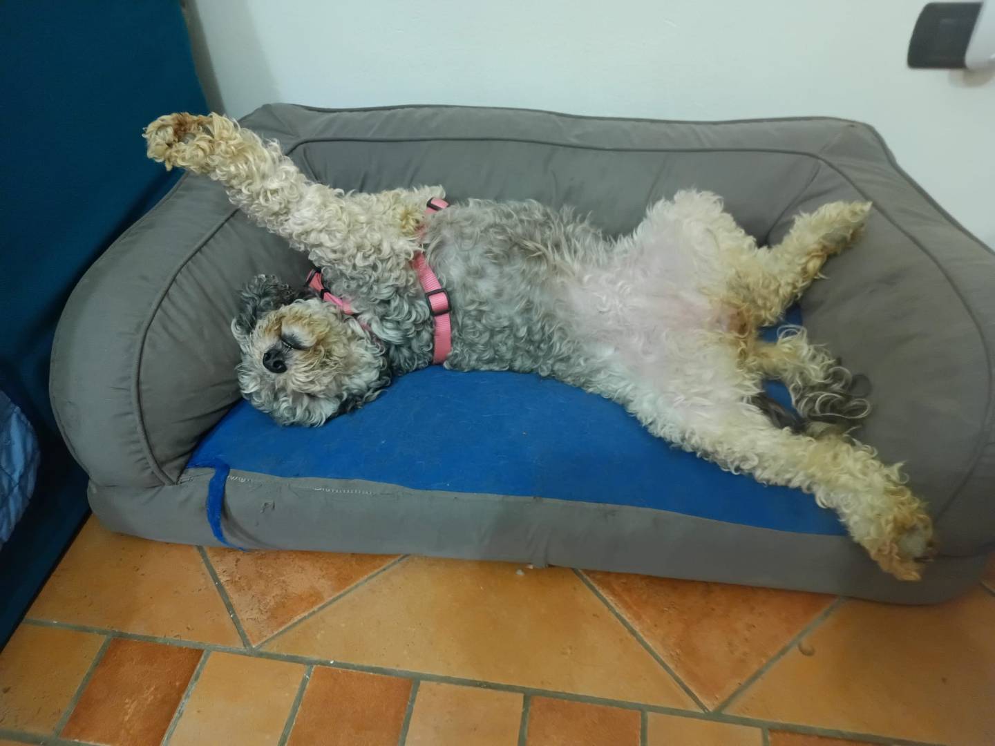Adotta un cane, taglia media contenuta, femmina, Firenze