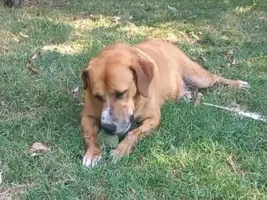 Adotta un cane, femmina, 4 anni  e 3 mesi , Bologna
