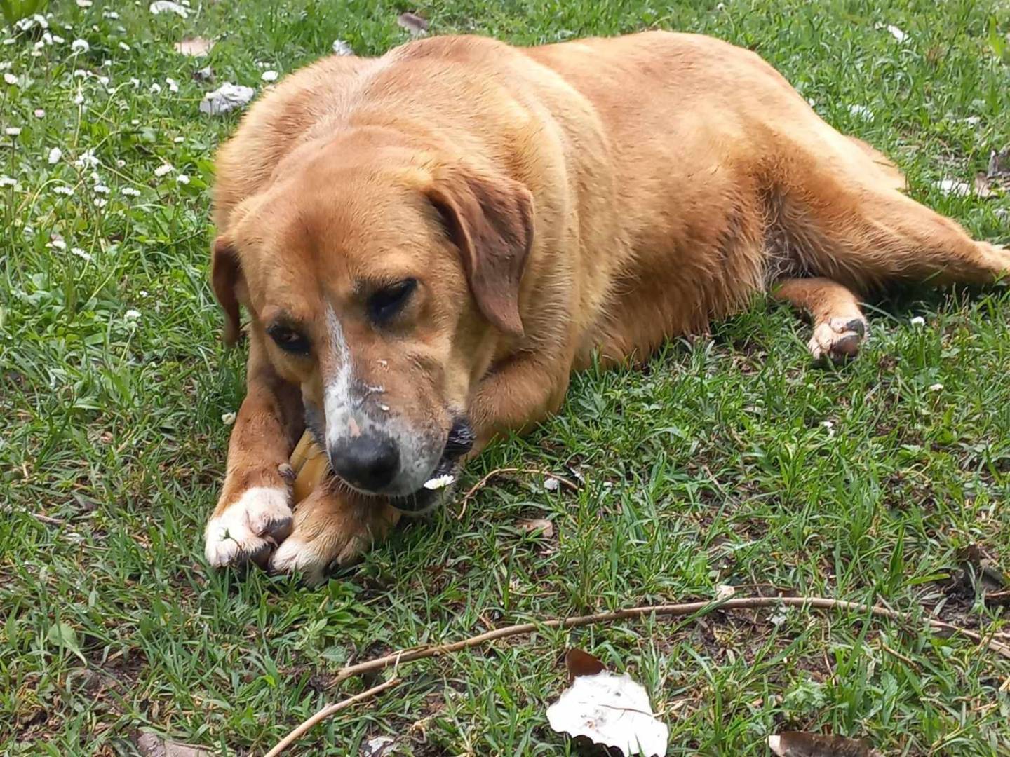 Vuoi adottare un cane a Bologna?