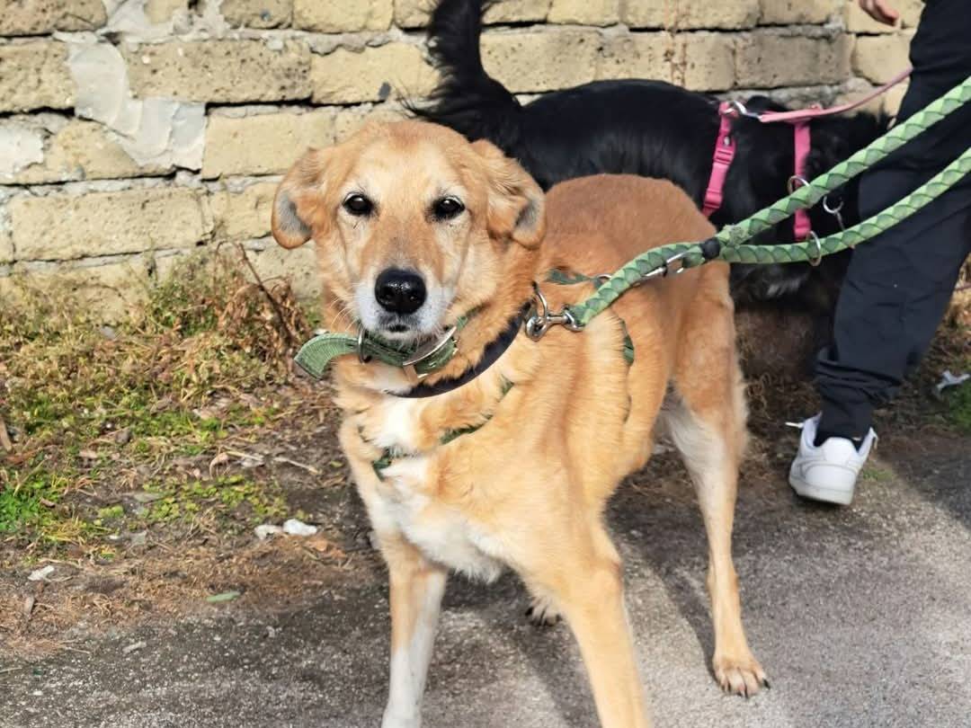 Adozione cane, femmina, Razza sconosciuta Razza sconosciuta, 13 anni  e 6 mesi , taglia media, Caserta