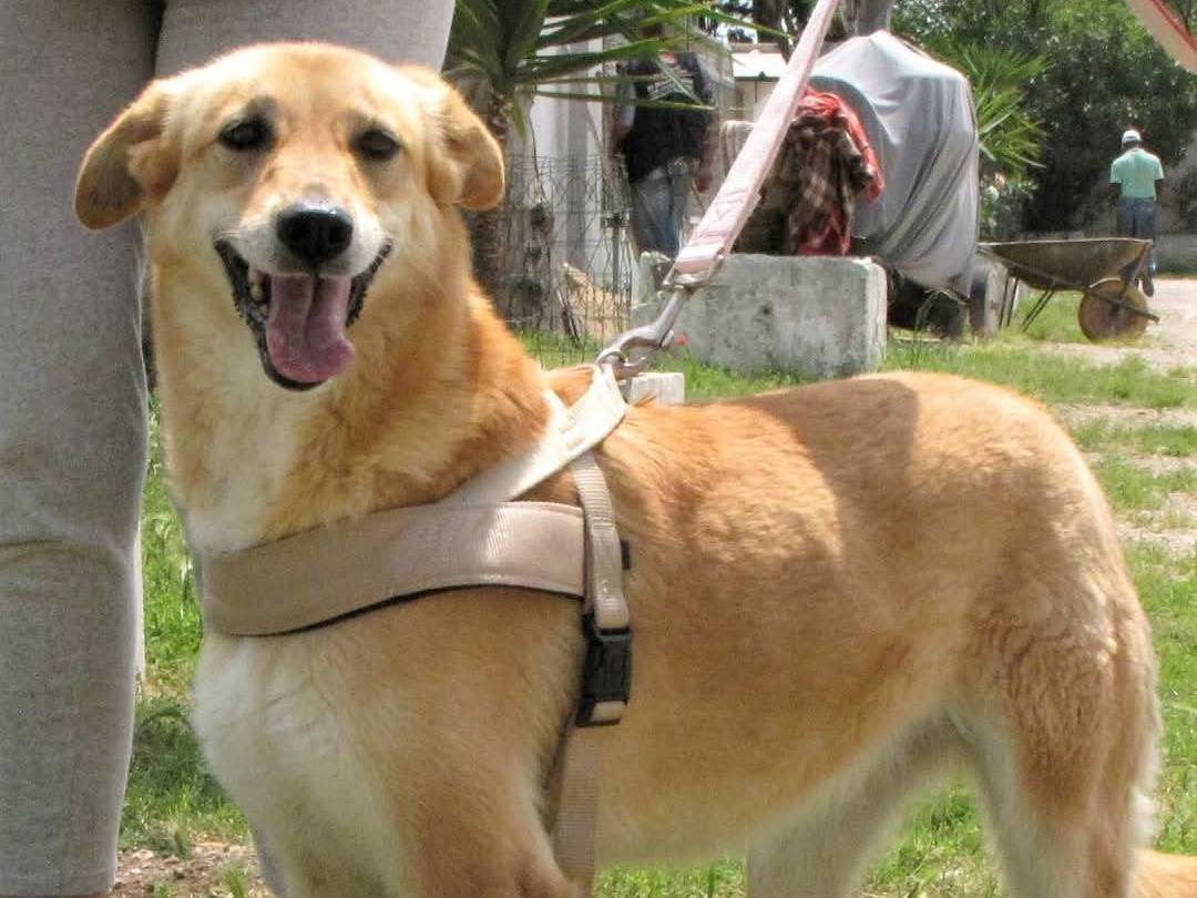 Adotta un cane, femmina, 13 anni  e 8 mesi , Caserta