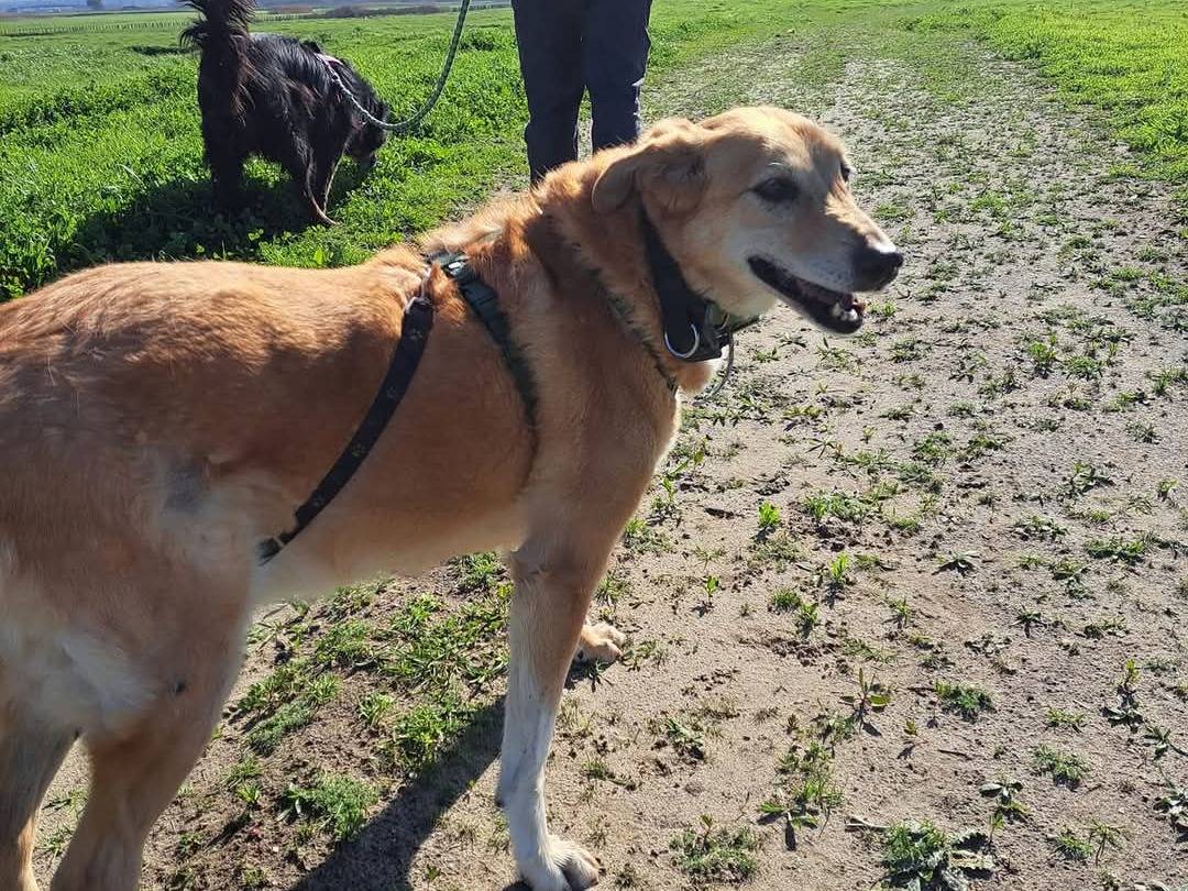 Adotta un cane, taglia media, femmina, Caserta