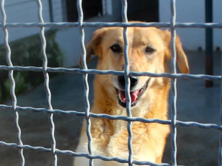 Vuoi adottare un cane a Caserta?