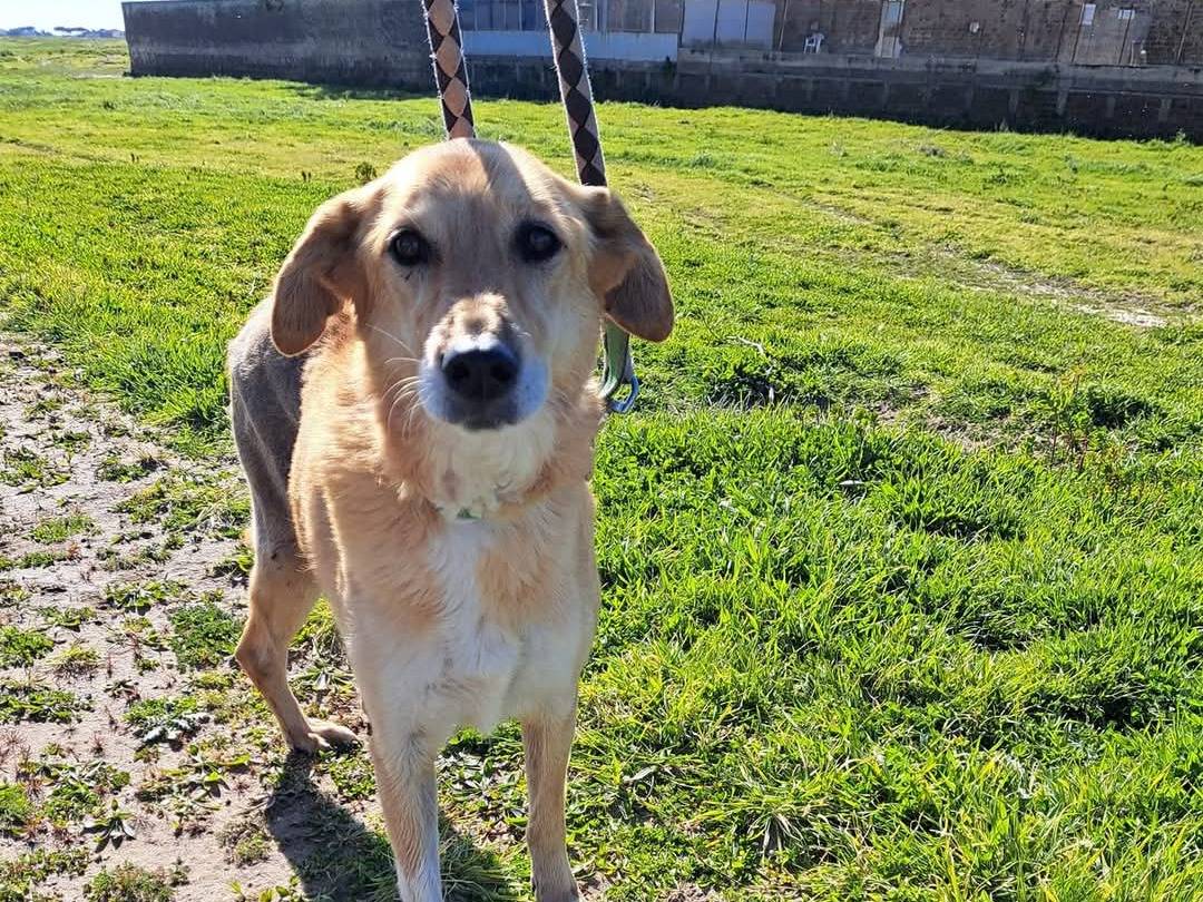 Adotta il cane Giuditta  a Caserta