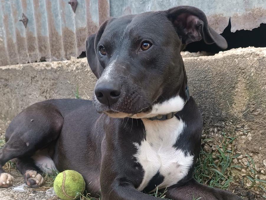 Adotta un cane, maschio, 1 anno, Siracusa