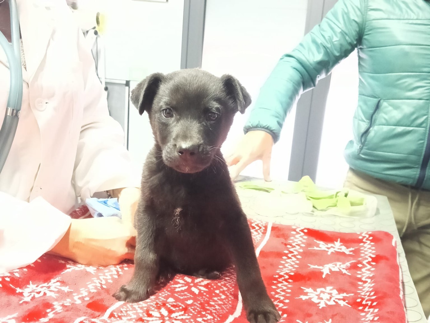 Adotta un cane, taglia media, maschio, Siracusa