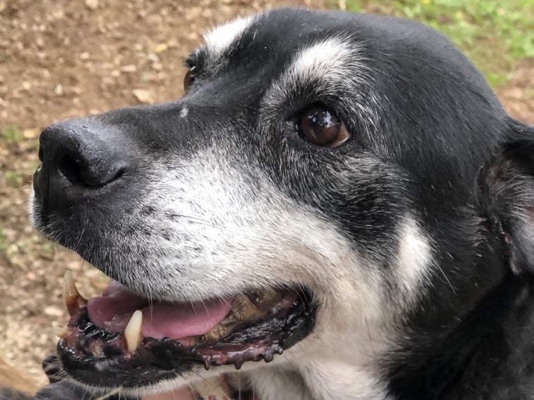 Adozione cane, femmina, Razza sconosciuta Razza sconosciuta, 10 anni e 7 mesi, taglia media, Latina