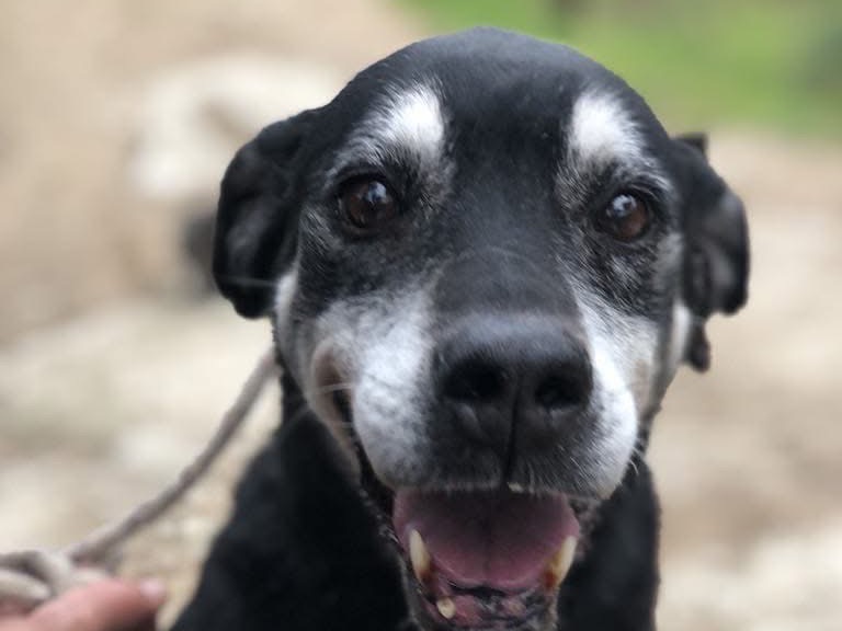 Adotta un cane, taglia media, femmina, Latina