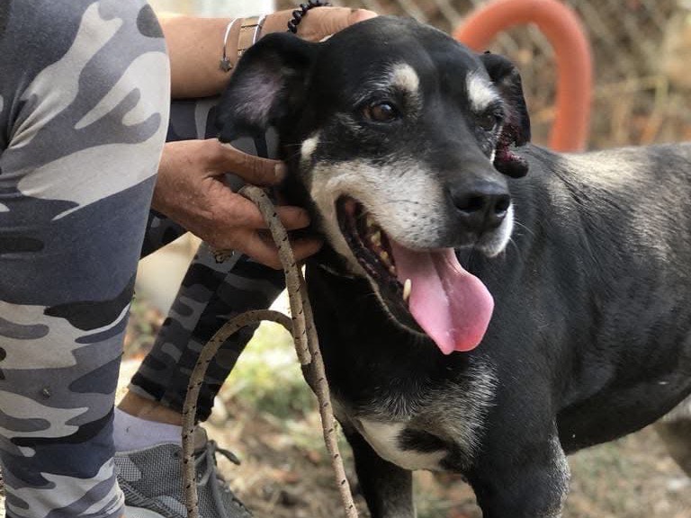 Vuoi adottare un cane a Latina?
