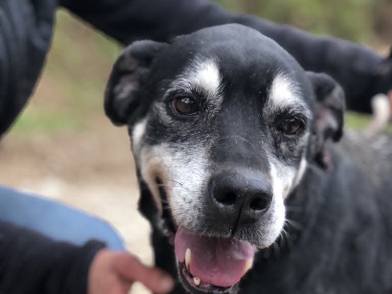Adotta il cane Margherita a Latina