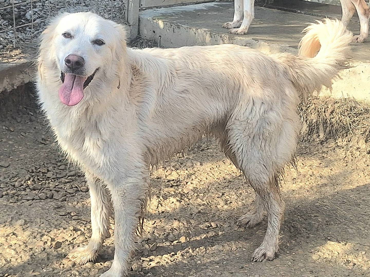 Foto dell'animale
