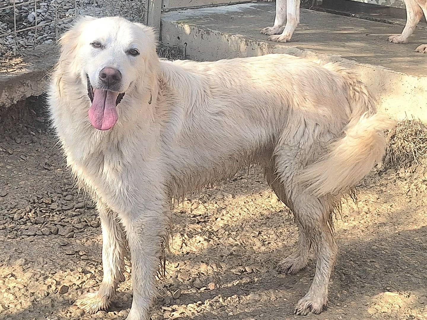 Adotta un cane, maschio, 1 anno e 8 mesi , Teramo