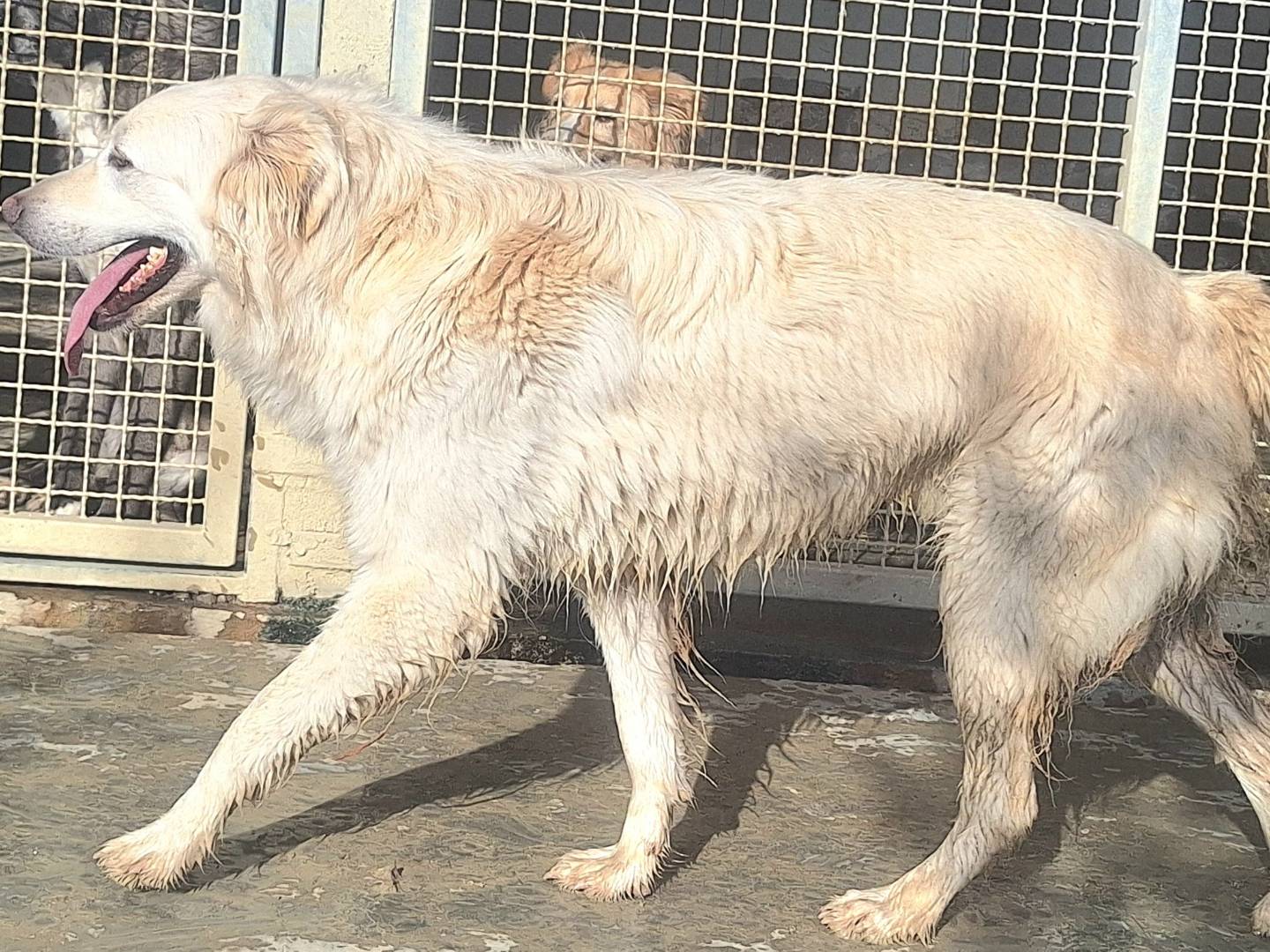 Adotta un cane, taglia media, maschio, Teramo