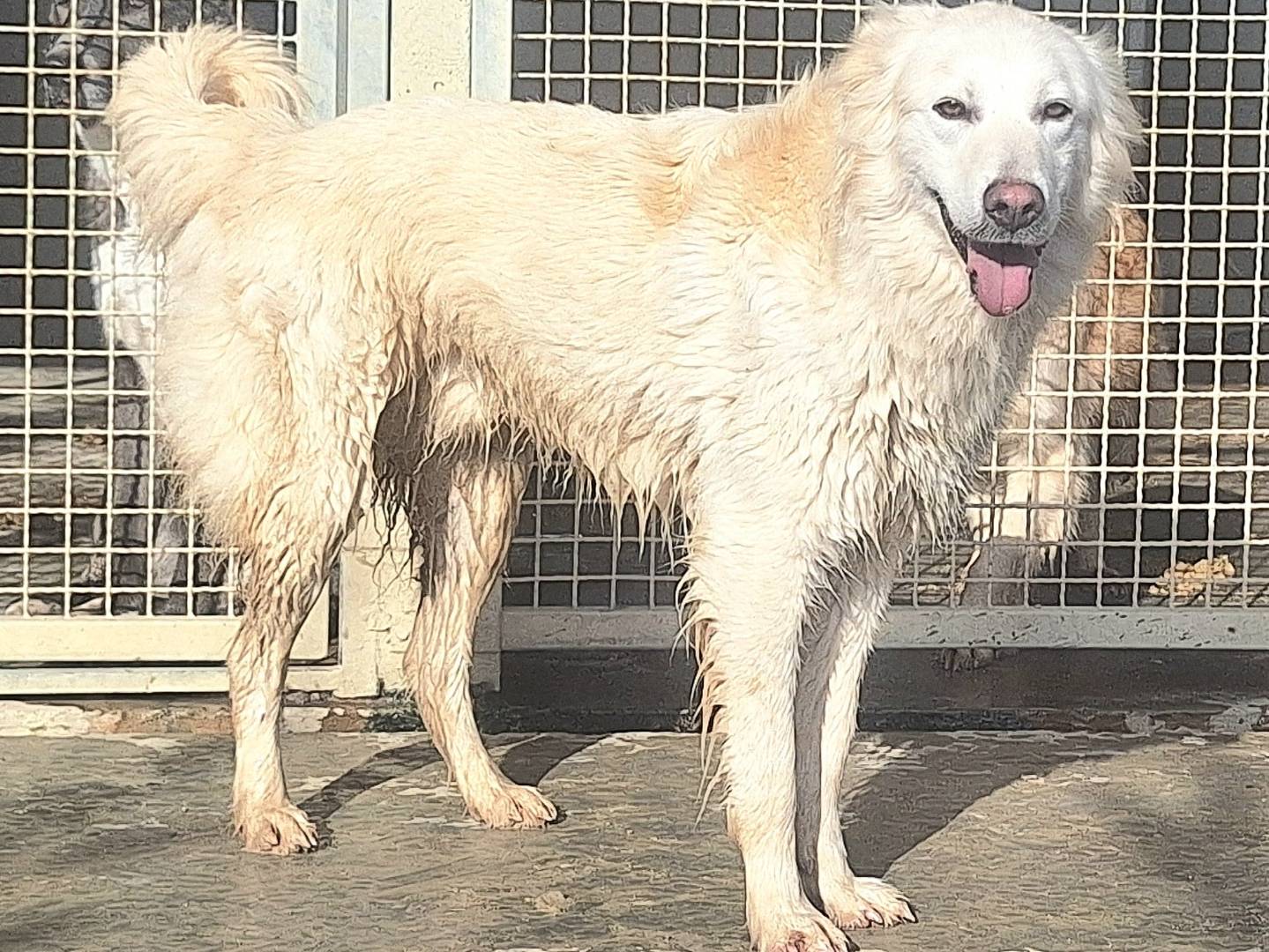 Vuoi adottare un cane a Teramo?