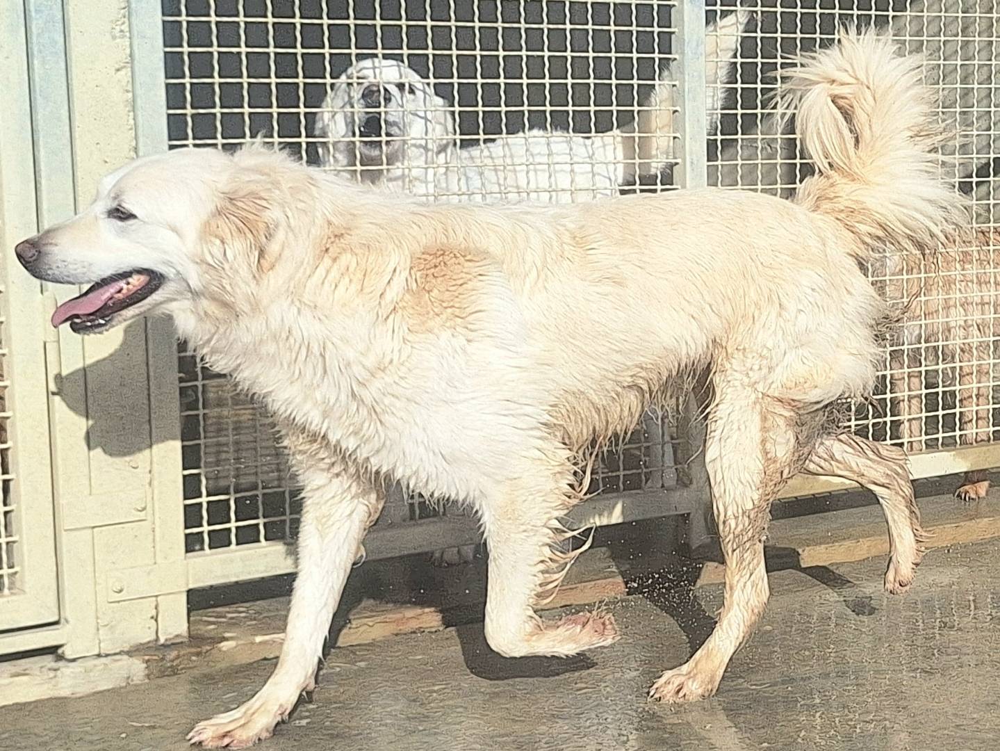 Adotta il cane Ruben  a Teramo