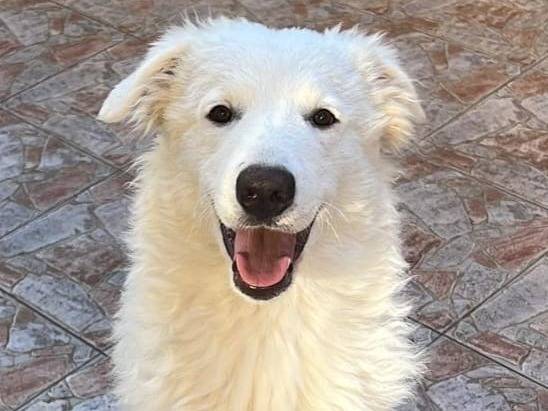 Adotta un cane, maschio, 9 mesi, Agrigento