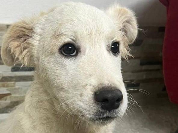 Adotta un cane, taglia media contenuta, maschio, Agrigento