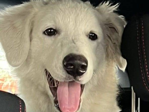 Vuoi adottare un cane a Agrigento?