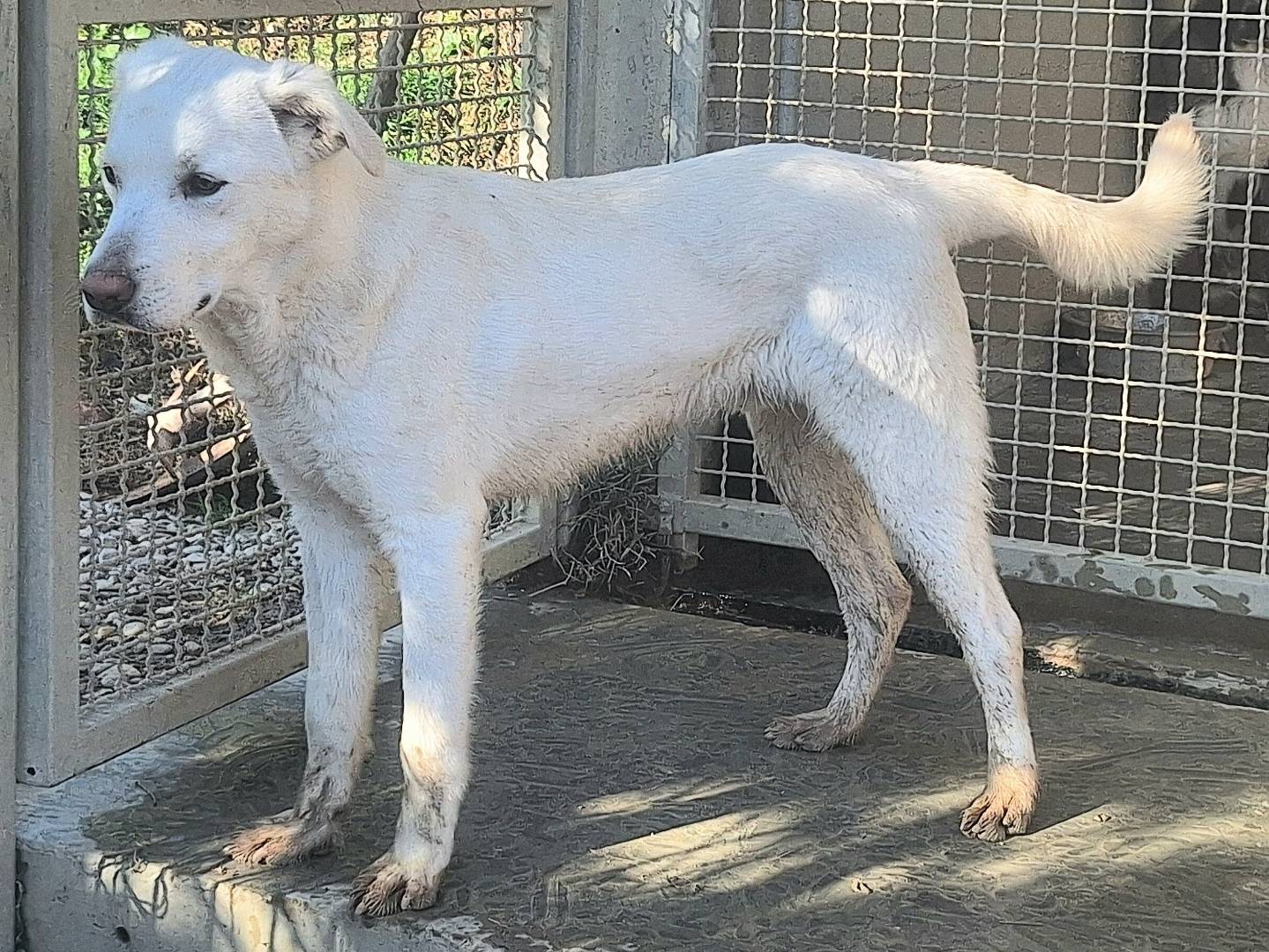 Foto dell'animale