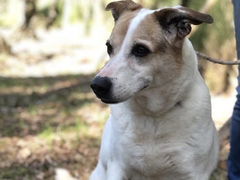 Adotta un cane, femmina, 6 anni  e 7 mesi , Latina