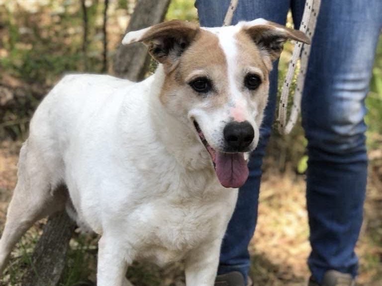 Adotta un cane, taglia media, femmina, Latina