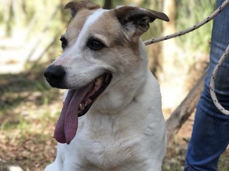 Vuoi adottare un cane a Latina?