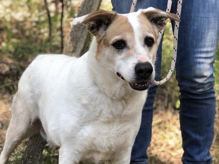 Adotta il cane Paloma a Latina