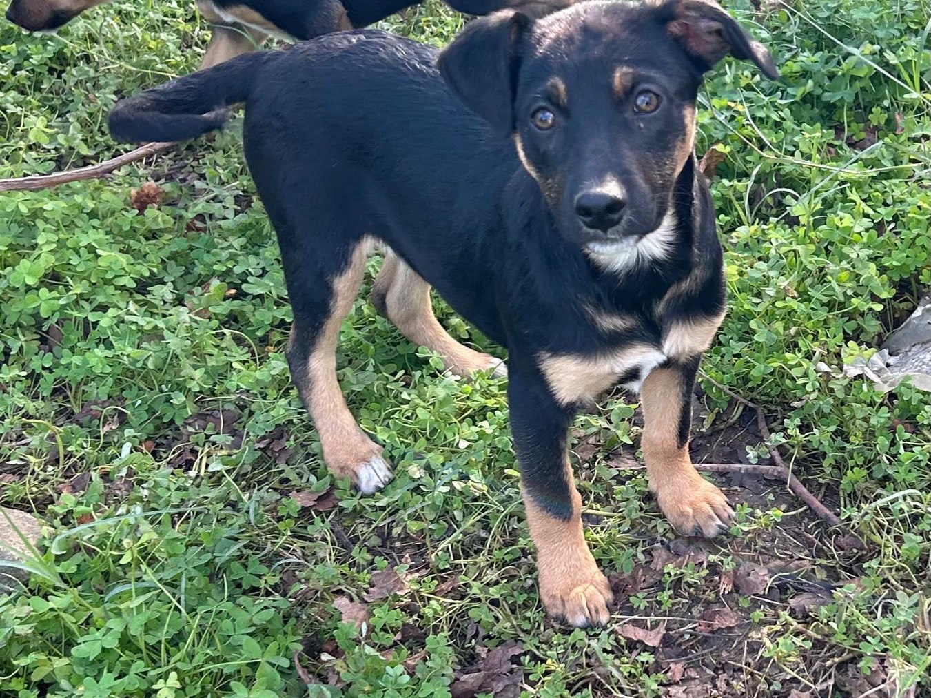 Adotta un cane, femmina, 6 mesi, Torino